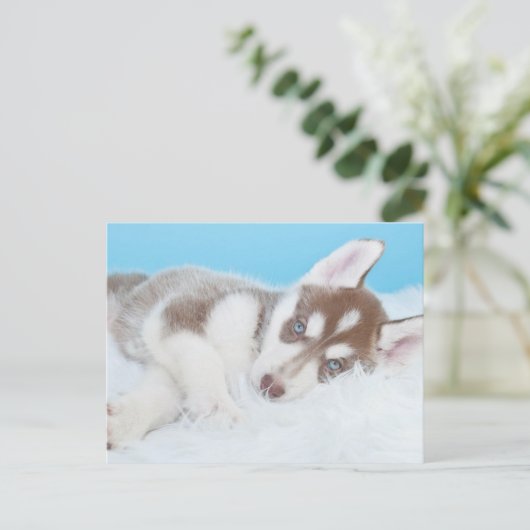 Kleine Husky-Welpe, die auf der Decke spielt Postkarte (Stehend Vorderseite)