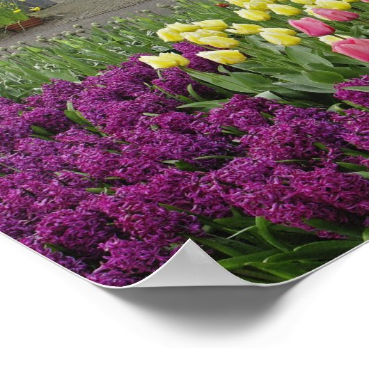 Kleine Hütte Blume, Keukenhof Gardens, Poster (Ecke)