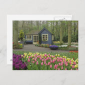 Kleine Hütte Blume, Keukenhof Gardens, Postkarte (Vorne/Hinten)