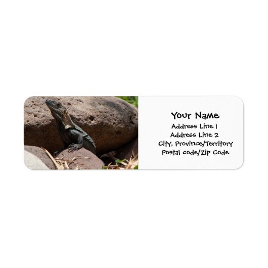 Kleine Iguana auf den Felsen (Vorne)
