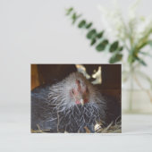 Kleine japanische Henne. Postkarte (Stehend Vorderseite)