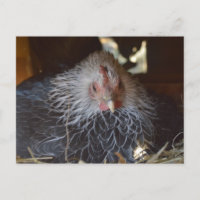 Kleine japanische Henne.