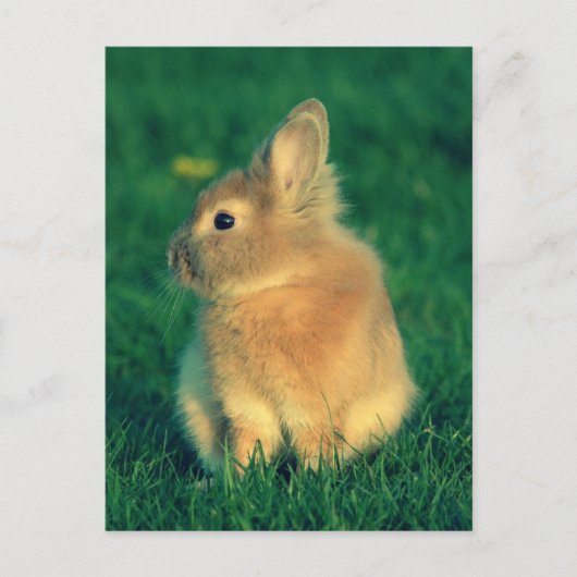 Kleine Kaninchen Postkarte (Vorderseite)