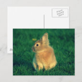 Kleine Kaninchen Postkarte (Vorne/Hinten)