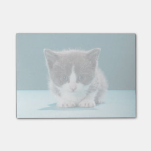 Kleine Kätzchen Post-it Klebezettel