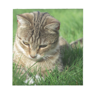 kleine Katze auf einer grünen Frühlingswiese Notizblock