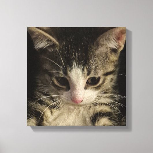 Kleine Katze Leinwanddruck (Vorderseite)