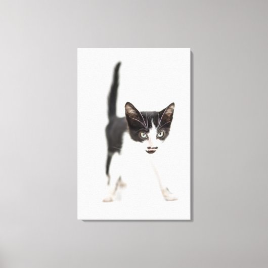 Kleine Katze Leinwanddruck (Vorderseite)