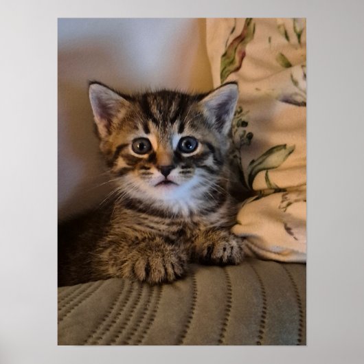 Kleine Katze Poster (Vorne)