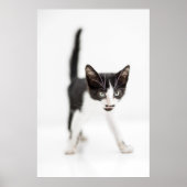 Kleine Katze Poster (Vorne)
