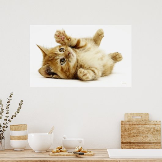 KLEINE KATZE POSTER (Küche)
