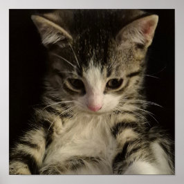 Kleine Katze Poster
