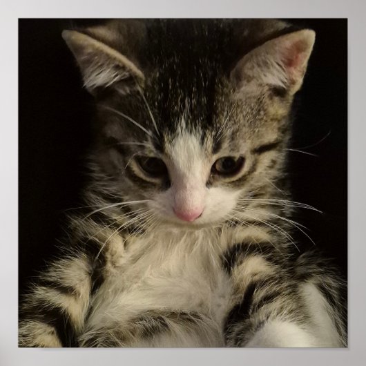 Kleine Katze Poster (Vorne)