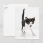 Kleine Katze Postkarte (Vorne/Hinten)