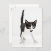 Kleine Katze Postkarte (Vorne/Hinten)