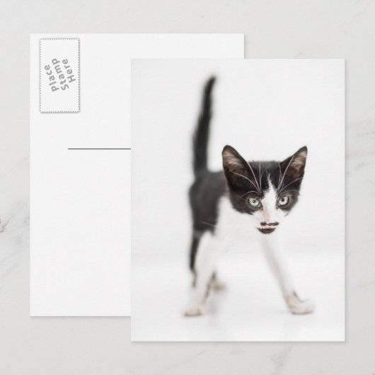 Kleine Katze Postkarte (Vorne/Hinten)