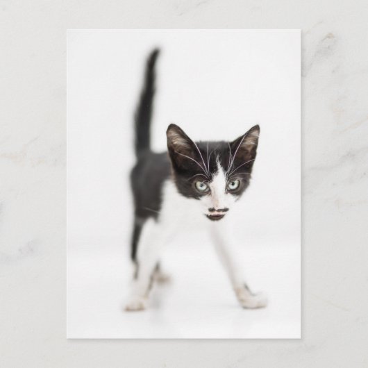 Kleine Katze Postkarte (Vorderseite)