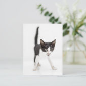 Kleine Katze Postkarte (Stehend Vorderseite)