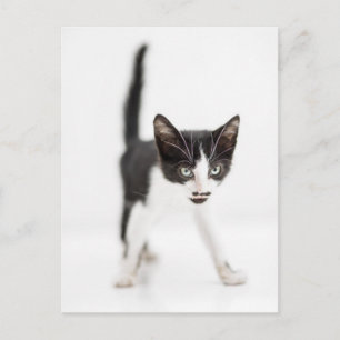 Kleine Katze Postkarte