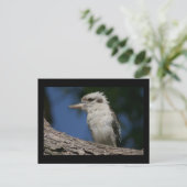Kleine Kookaburra Postkarte (Stehend Vorderseite)