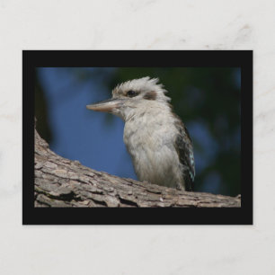 Kleine Kookaburra Postkarte