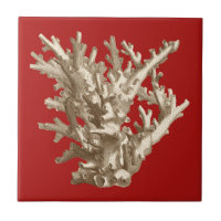 Kleine Koralle in Rot