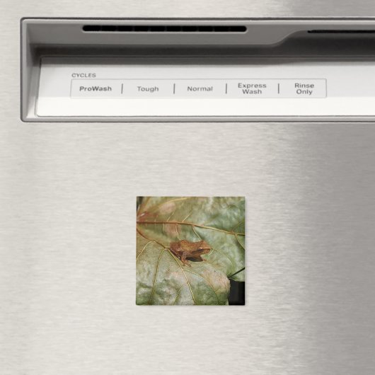 Kleine Kröte Magnet (In Situ (Geschirrspüler))