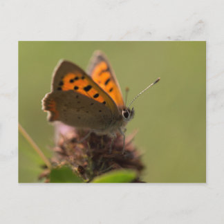 Kleine Kupfer-Schmetterling Postkarte