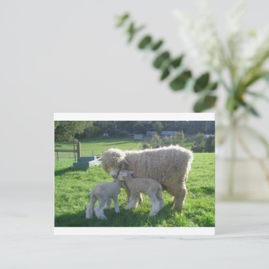 KLEINE LAMB POSTKARTE (Stehend Vorderseite)