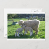 KLEINE LAMB POSTKARTE (Vorne/Hinten)