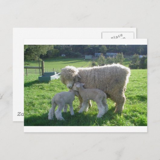 KLEINE LAMB POSTKARTE (Vorne/Hinten)