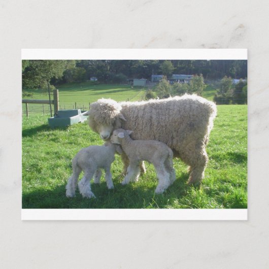 KLEINE LAMB POSTKARTE (Vorderseite)