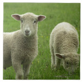 Kleine Lamm-Fliese Fliese (Vorderseite)