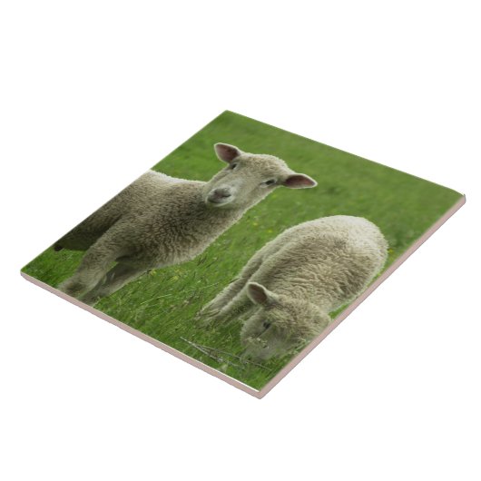 Kleine Lamm-Fliese Fliese (Seite)