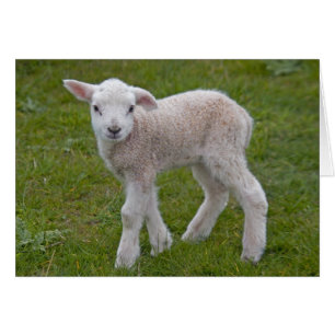 Kleine Lamm-Karte
