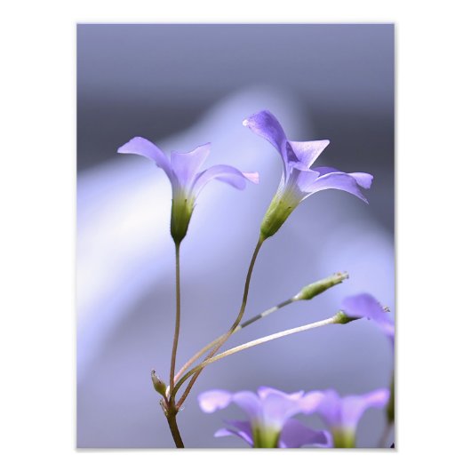Kleine Lavender-Blume Fotodruck (Vorne)