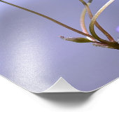 Kleine Lavender-Blume Fotodruck (Ecke)