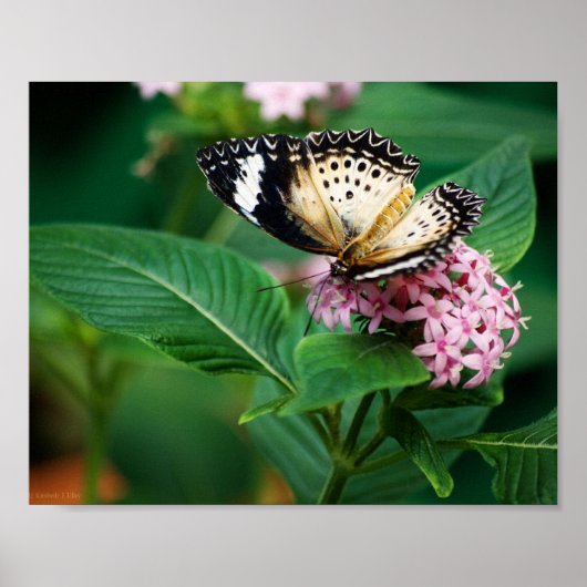 Kleine Leopard Wings Druck Poster (Vorne)