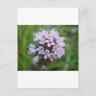 Kleine lila Blüten Postkarte