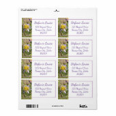 Kleine Lila Daisies (Vorne)