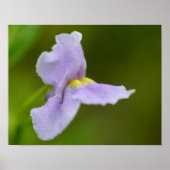 Kleine Lila Orchid-Blume Poster (Vorne)