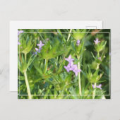 Kleine Lila Wildblumen Postkarte (Vorne/Hinten)