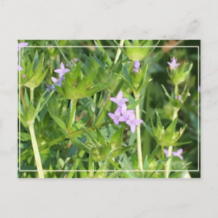 Kleine Lila Wildblumen Postkarte