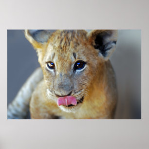 Kleine Löwen hungrig Poster