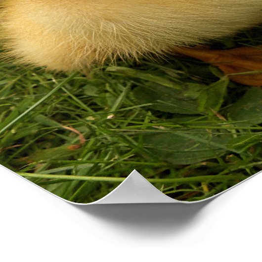 kleine lustige Vögel Poster (Ecke)