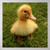 kleine lustige Vögel Poster (Vorne)