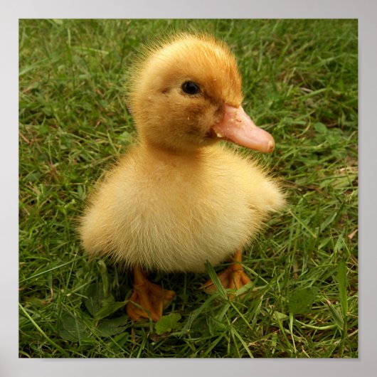 kleine lustige Vögel Poster (Vorne)