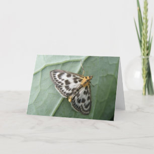 Kleine Magpie Moth Grußkarte Karte