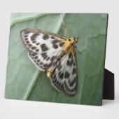 Kleine Magpie Moth Plaque Fotoplatte (Seite)