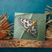 Kleine Magpie Moth Plaque Fotoplatte (Seite)